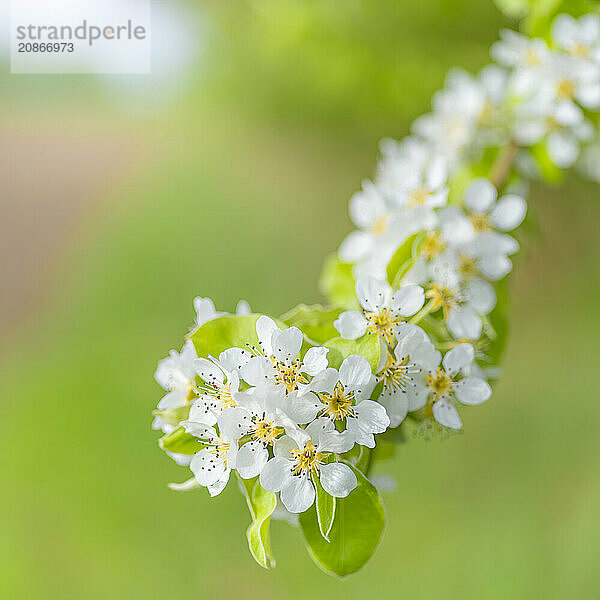 Blossoms of a pear (Pyrus)  fruit tree  diffuse background  cropped  nature photo  Neustadt am Rübenberge  Lower Saxony  Germany  Europe