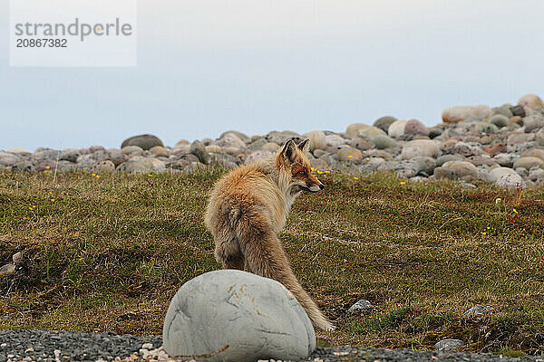 Red fox (Vulpes vulpes) in the tundra  Lapland  northern Norway  Scandinavia