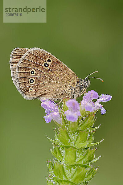 Ringlet (Aphantopus hyperantus)  North Rhine-Westphalia  Germany  Europe