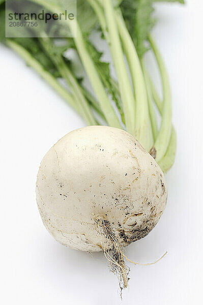 Turnip or navette (Brassica rapa ssp. rapa var. majalis)  root on white background  vegetable plant