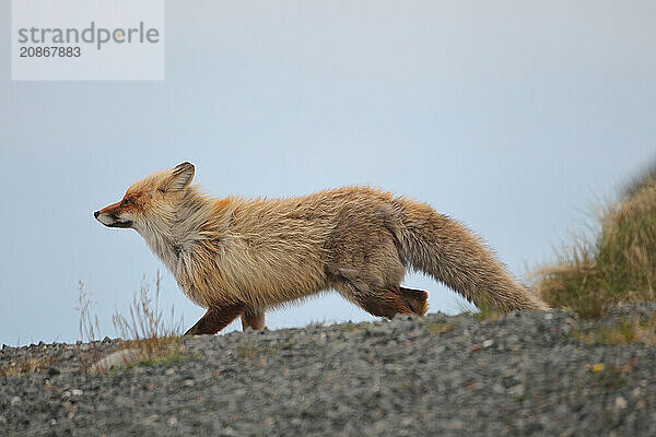 Red fox (Vulpes vulpes) in the tundra  Lapland  northern Norway  Scandinavia