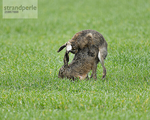 European hare (Lepus europaeus)  mating  copula on a grain field  after mating the female hare throws off the male hare  wildlife  Thuringia  Germany  Europe