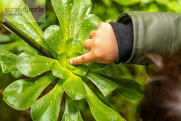 A child touching a plant in the Laurisilva forest of Los tilos de Moya in Doramas  Gran Canaria