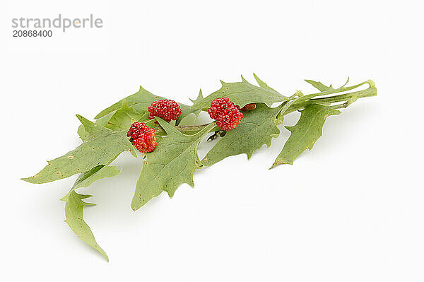 Strawberry spinach (Chenopodium foliosum  Blitum virgatum)  leaves and fruits on a white background  vegetable and ornamental plant