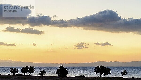 Sunrise landscape Red Sea coast with a silhouette of palm trees and sky with clouds