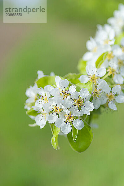 Blossoms of a pear (Pyrus)  fruit tree  diffuse background  cropped  portrait format  nature photo  Neustadt am Rübenberge  Lower Saxony  Germany  Europe