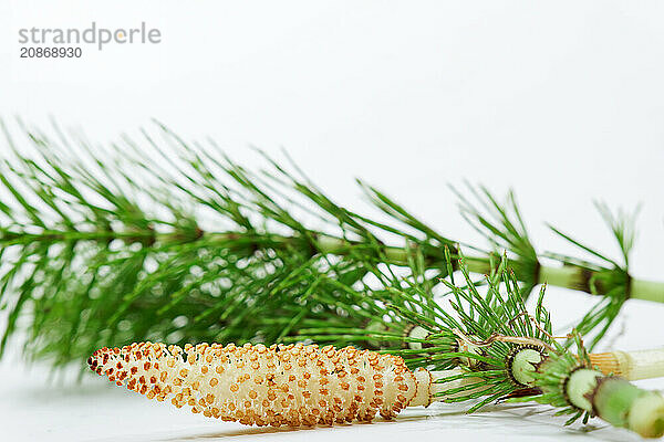 Fresh branches of the medicinal plant horsetail  Equisetum arvense  used for health care  freshly picked from the forest at various stages of growth on a white background and copy space