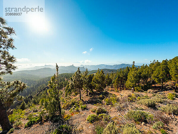 Landscapes full of pine trees at a viewpoint of Roque Nublo in Gran Canaria  Canary Islands