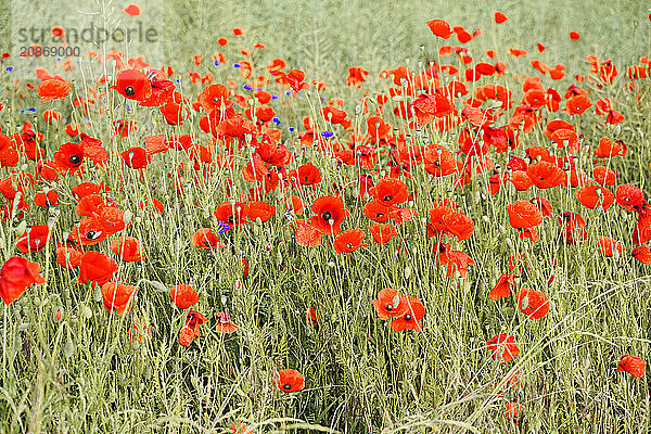 Poppy flowers (Papaver rhoeas)  Baden-Württemberg  A field full of bright red poppies with a green background  poppy flowers (Papaver rhoeas)  Baden-Württemberg  Germany  Europe