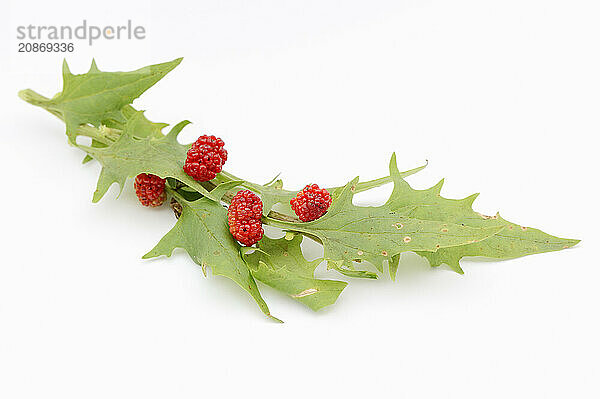 Strawberry spinach (Chenopodium foliosum  Blitum virgatum)  leaves and fruits on a white background  vegetable and ornamental plant