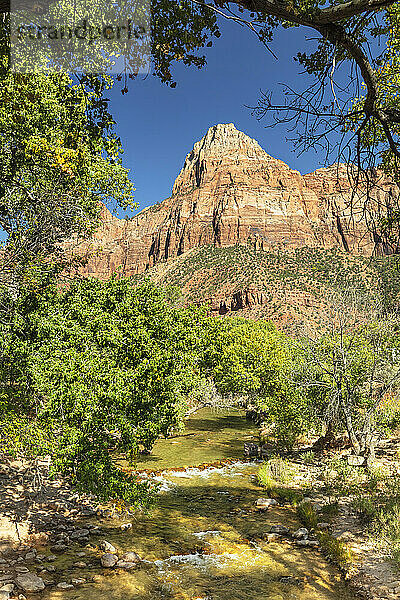 View from Virgin River to Watchman Mountain  Zion National Park  Colorado Plateau  Utah  USA  Zion National Park  Utah  USA  North America