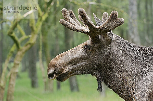 Eurasian elk (Alces alces alces)  bull elk  portrait  captive  Germany  Europe