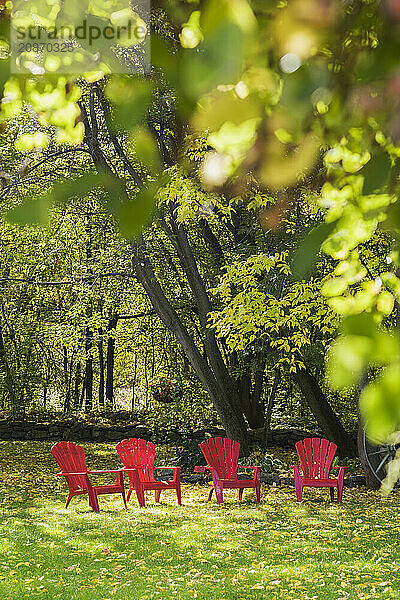 Four red Adirondack chairs on green grass lawn with fallen Fraxinus velutina  Velvet Ash tree leaves through Lonicera x heckrottii  Honeysuckle climbing shrub leaves in backyard garden in autumn  Quebec  Canada  North America