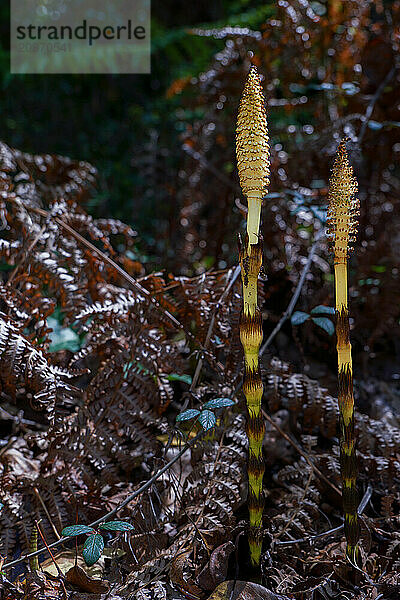 Great horsetail also known as northern giant horsetail  Equisetum telmateia  grows in the forest during the spring