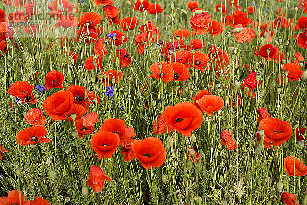 Poppy flowers (Papaver rhoeas)  Baden-Württemberg  A cluster of poppies emphasises the vivid red on a green background  poppy flowers (Papaver rhoeas)  Baden-Württemberg  Germany  Europe