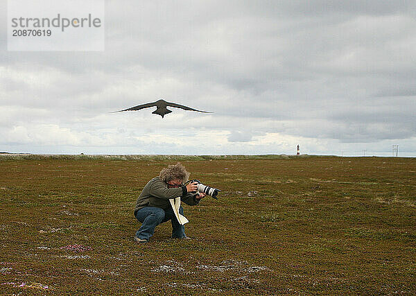 Arctic skua (Stercorarius parasiticus) attacking a photographer in the tundra  Lapland  Northern Norway  Scandinavia