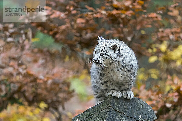 A snow leopard young perched on a vantage point with a view over autumn-coloured trees  snow leopard (Uncia uncia)  young