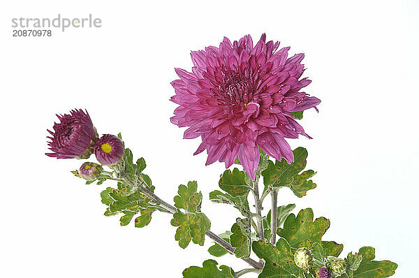 Pink chrysanthemum on a white background