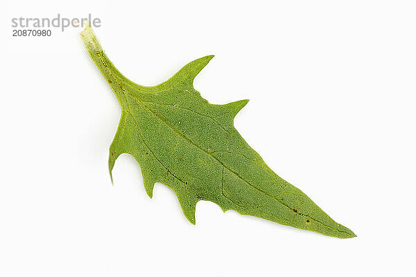 Strawberry spinach (Chenopodium foliosum  Blitum virgatum)  leaf on white background  vegetable and ornamental plant