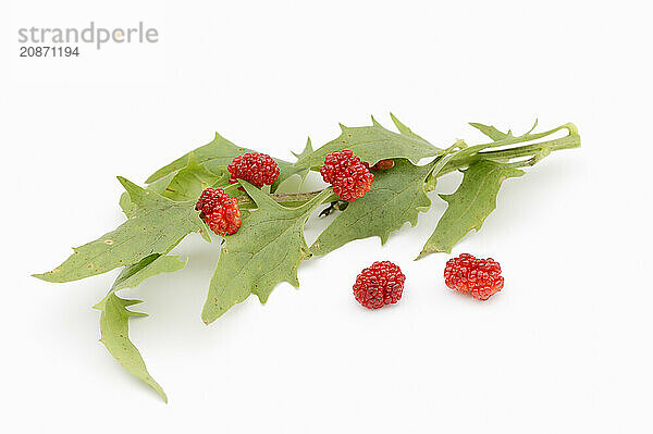 Strawberry spinach (Chenopodium foliosum  Blitum virgatum)  leaves and fruits on a white background  vegetable and ornamental plant