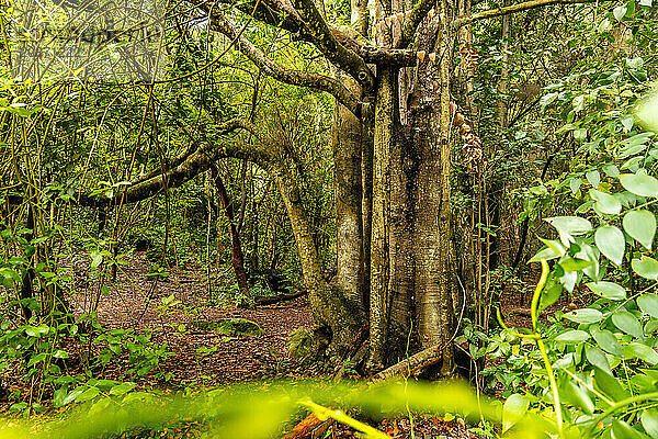 Beautiful tree in the Laurisilva forest of Los tilos de Moya in Doramas  Gran Canaria