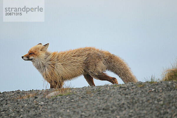 Red fox (Vulpes vulpes) in the tundra  Lapland  northern Norway  Scandinavia