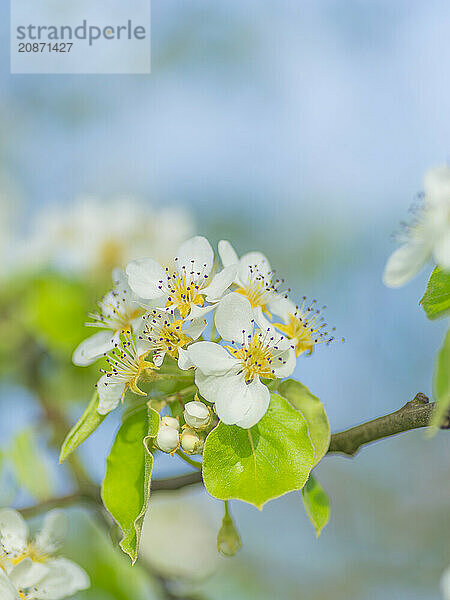 Blossoms of a pear (Pyrus)  fruit tree  diffuse background  cropped  portrait format  nature photo  Neustadt am Rübenberge  Lower Saxony  Germany  Europe