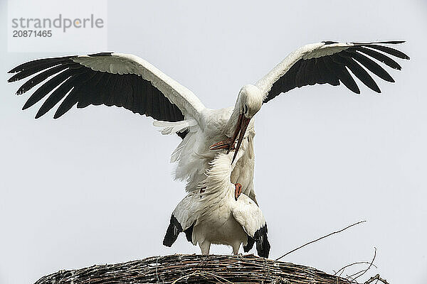 White storks (Ciconia ciconia)  mating  Emsland  Lower Saxony  Germany  Europe