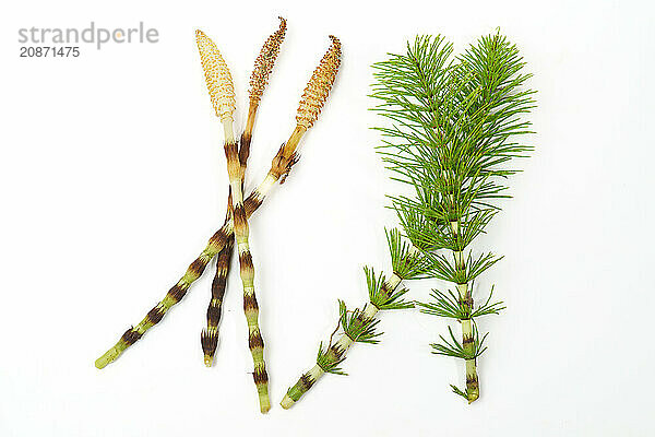 Fresh branches of the medicinal plant horsetail  Equisetum arvense  used for health care  freshly picked from the forest at various stages of growth on a white background and copy space