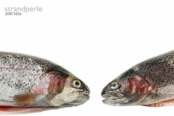 Two rainbow trout in front of a white background