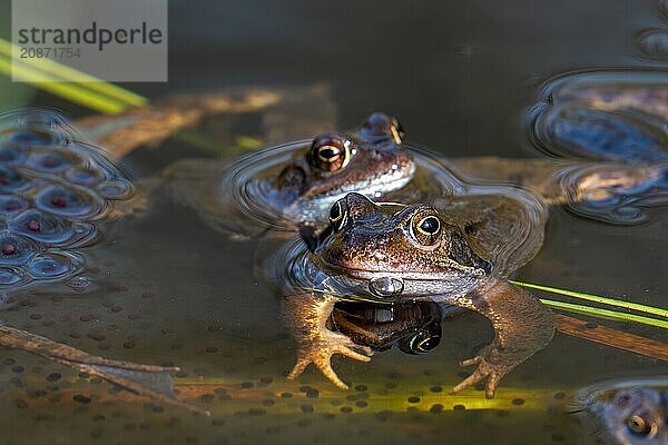 European common brown frogs (Rana temporaria) floating in pond among frogspawn during the mating and spawning season in spring