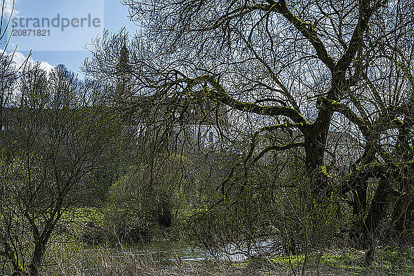 Obermarchtal Abbey  also known as the former imperial abbey of Obermarchtal  hidden behind trees on the banks of the Danube  Obermarchtal  Swabian Alb  Baden-Württemberg  Germany  Europe