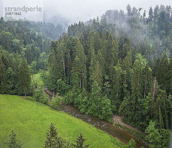 Misty natural landscape and view down into the Eistobel in the nature reserve of the same name in the West Allgäu near Maierhöfen  Bavaria  Germany  Europe