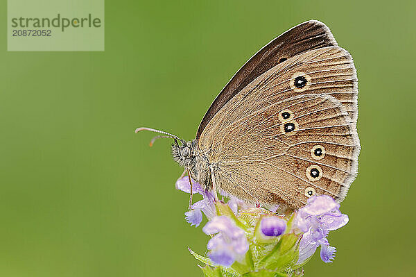 Ringlet (Aphantopus hyperantus)  North Rhine-Westphalia  Germany  Europe