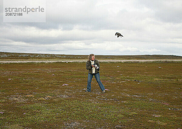 Arctic skua (Stercorarius parasiticus) attacking a photographer in the tundra  Lapland  Northern Norway  Scandinavia