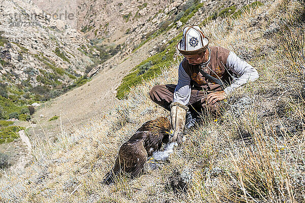 Traditional Kyrgyz eagle hunter with eagle in the mountains  hunting  eagle with captured rabbit  near Bokonbayevo  Issyk Kul region  Kyrgyzstan  Asia