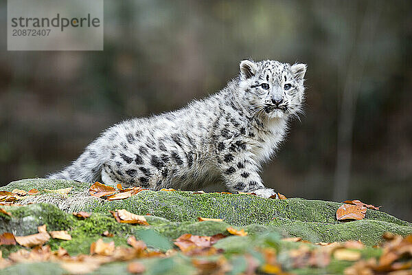 A snow leopard young sitting on a rock looking into the distance  snow leopard  (Uncia uncia)  young