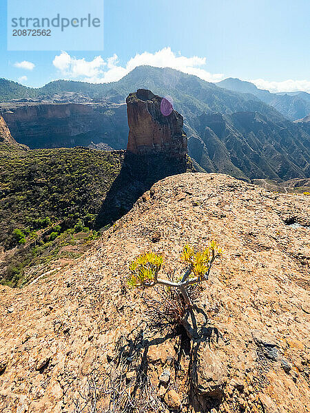 Small cactus at the Roque Palmes viewpoint near Roque Nublo in Gran Canaria  Canary Islands