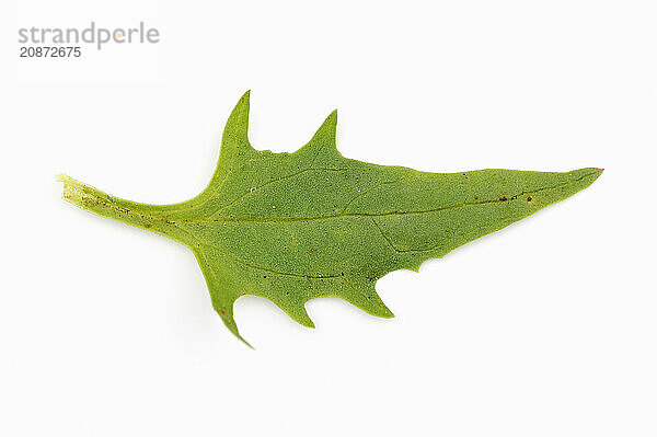 Strawberry spinach (Chenopodium foliosum  Blitum virgatum)  leaf on white background  vegetable and ornamental plant