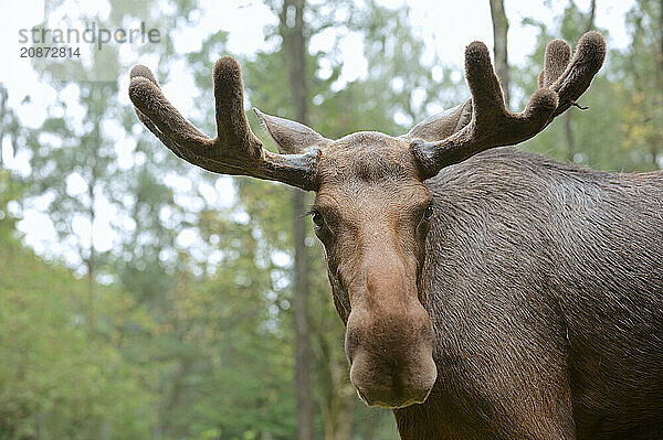 Eurasian elk (Alces alces alces)  bull elk  portrait  captive  Germany  Europe