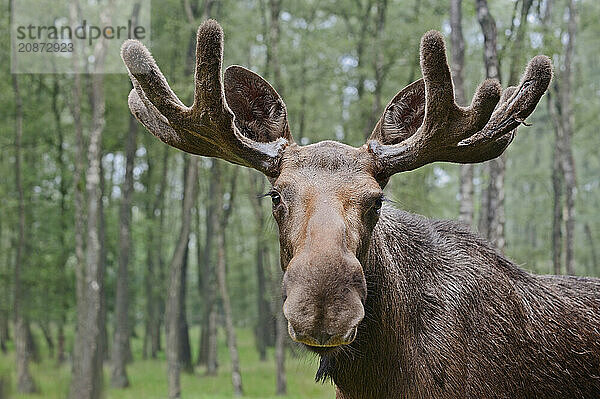 Eurasian elk (Alces alces alces)  bull elk  portrait  captive  Germany  Europe