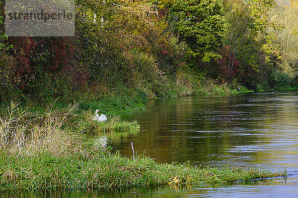 Pair of geese at the edge of a body of water  on the banks of the Danube near Berg  Ehingen  Baden-Württemberg  Germany  Europe