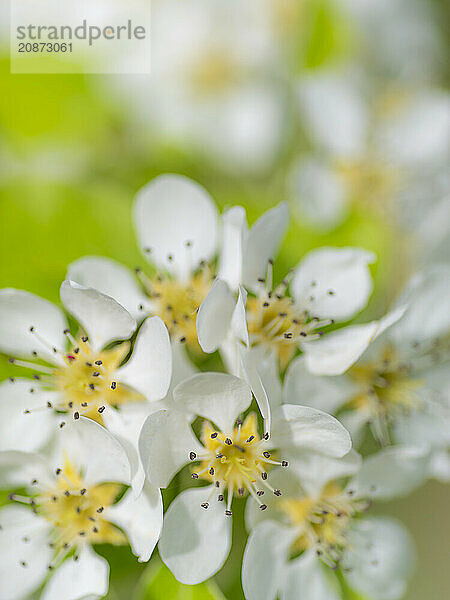 Blossoms of a pear (Pyrus)  fruit tree  diffuse background  cropped  portrait format  nature photo  Neustadt am Rübenberge  Lower Saxony  Germany  Europe