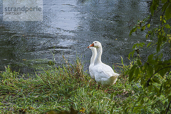 Pair of geese at the edge of a body of water  on the banks of the Danube near Berg  Ehingen  Baden-Württemberg  Germany  Europe