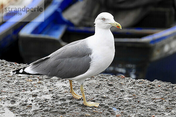 Yellow-legged gull (Larus michahellis)  Essaouira  close-up of a herring gull on a grey background with a watchful gaze  Essaouira  Morocco  Africa