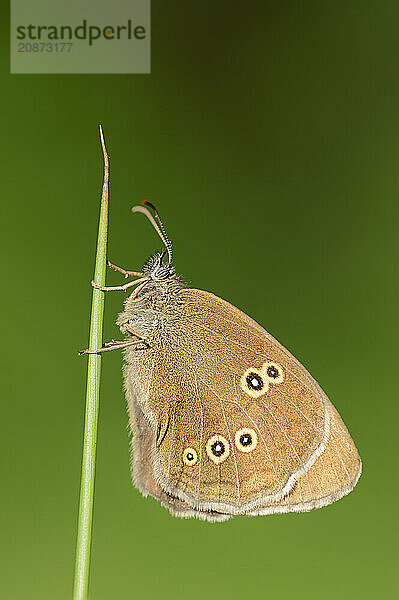 Ringlet (Aphantopus hyperantus)  North Rhine-Westphalia  Germany  Europe