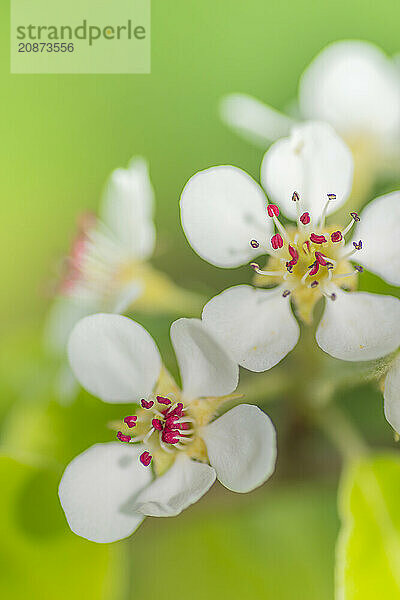 Blossoms of a pear (Pyrus)  fruit tree  diffuse background  cropped  portrait format  nature photo  Neustadt am Rübenberge  Lower Saxony  Germany  Europe