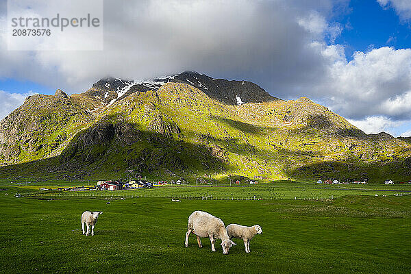 A ewe with two lambs in a meadow near Uttakleiv (Utakleiv) . Houses and mountains in the background. Sun and clouds  good weather. Early summer. Uttakleiv  Vestvagoya  Lofoten  Norway  Europe