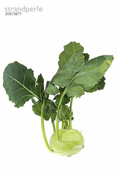 Single kohlrabi in front of a white background