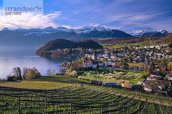 View of Spiez with castle on Lake Thun  vineyards and blossoming cherry trees (Prunus avium)  snow-covered Bernese Alps in the background  Canton of Bern  Switzerland  Europe